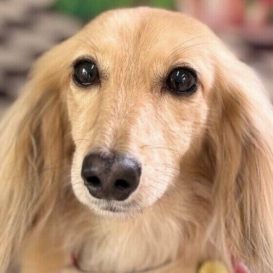 ミニチュア・ダックスフンドのマリンちゃん