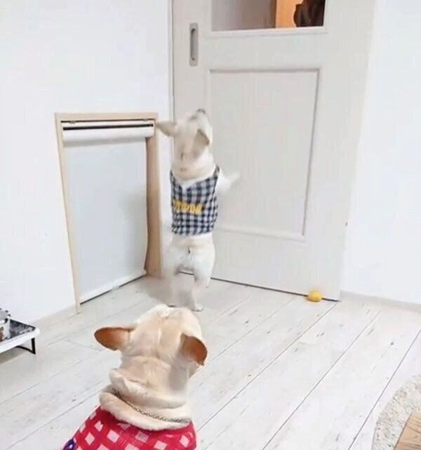 パパさんの帰宅を歓迎するボブくんとイブちゃん