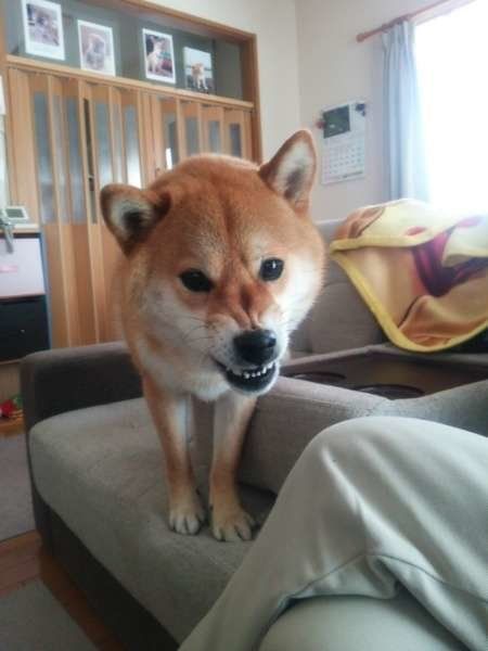 ムキ―!