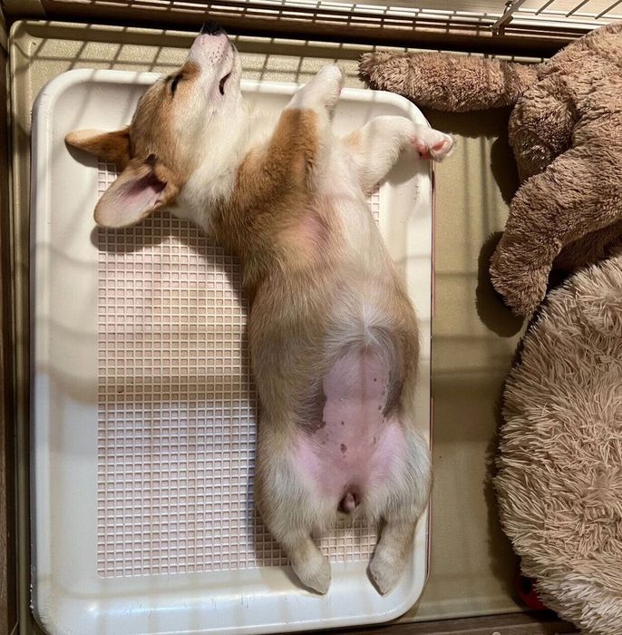 トイレの上でヘソ天するこはくちゃん