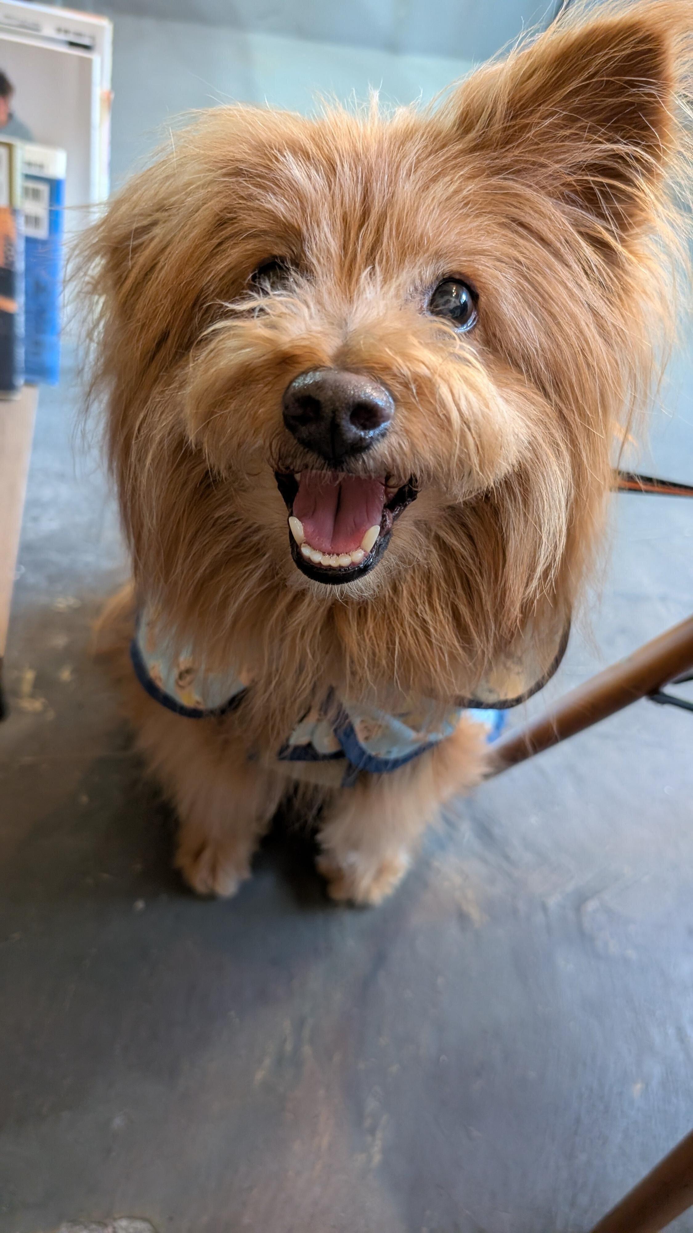 嬉しそうな犬の写真