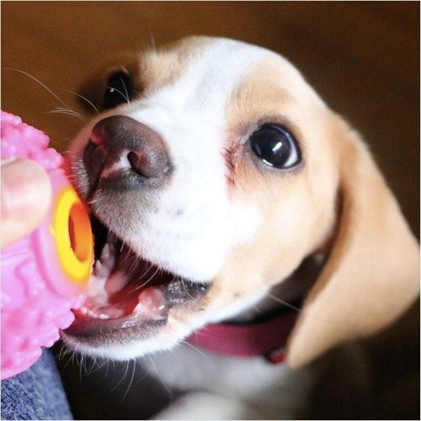 おもちゃで遊ぶビーグル