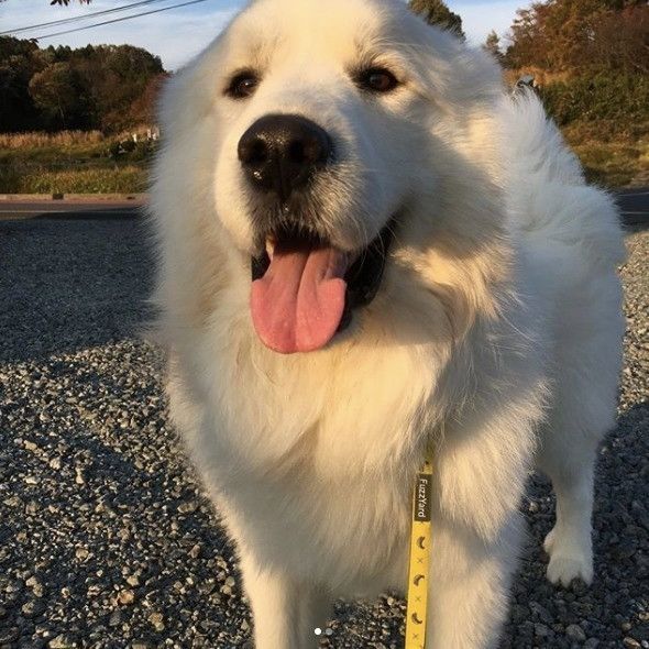 夕散歩するグレートピレニーズ