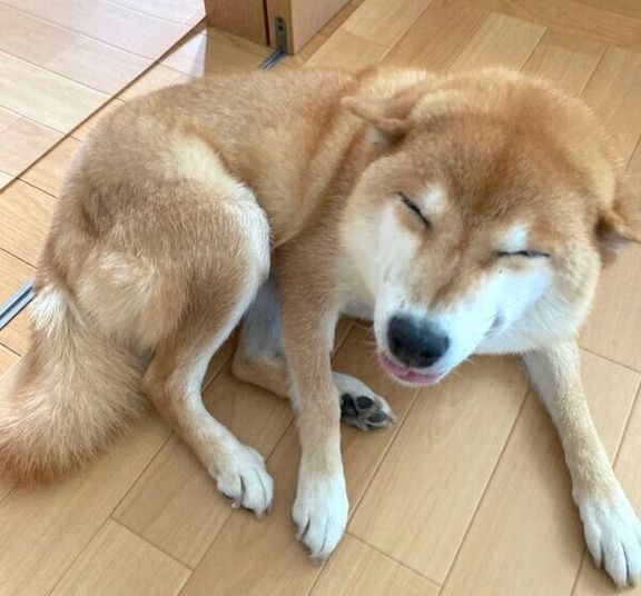 辛いときでも笑顔を見せるすずちゃん