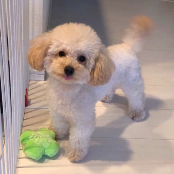おもちゃで遊ぶトイ・プードル