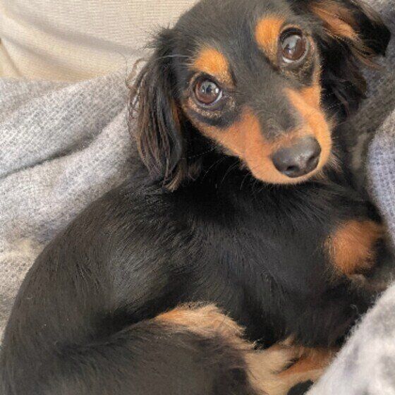 くつろぐミニチュア・ダックスフンド