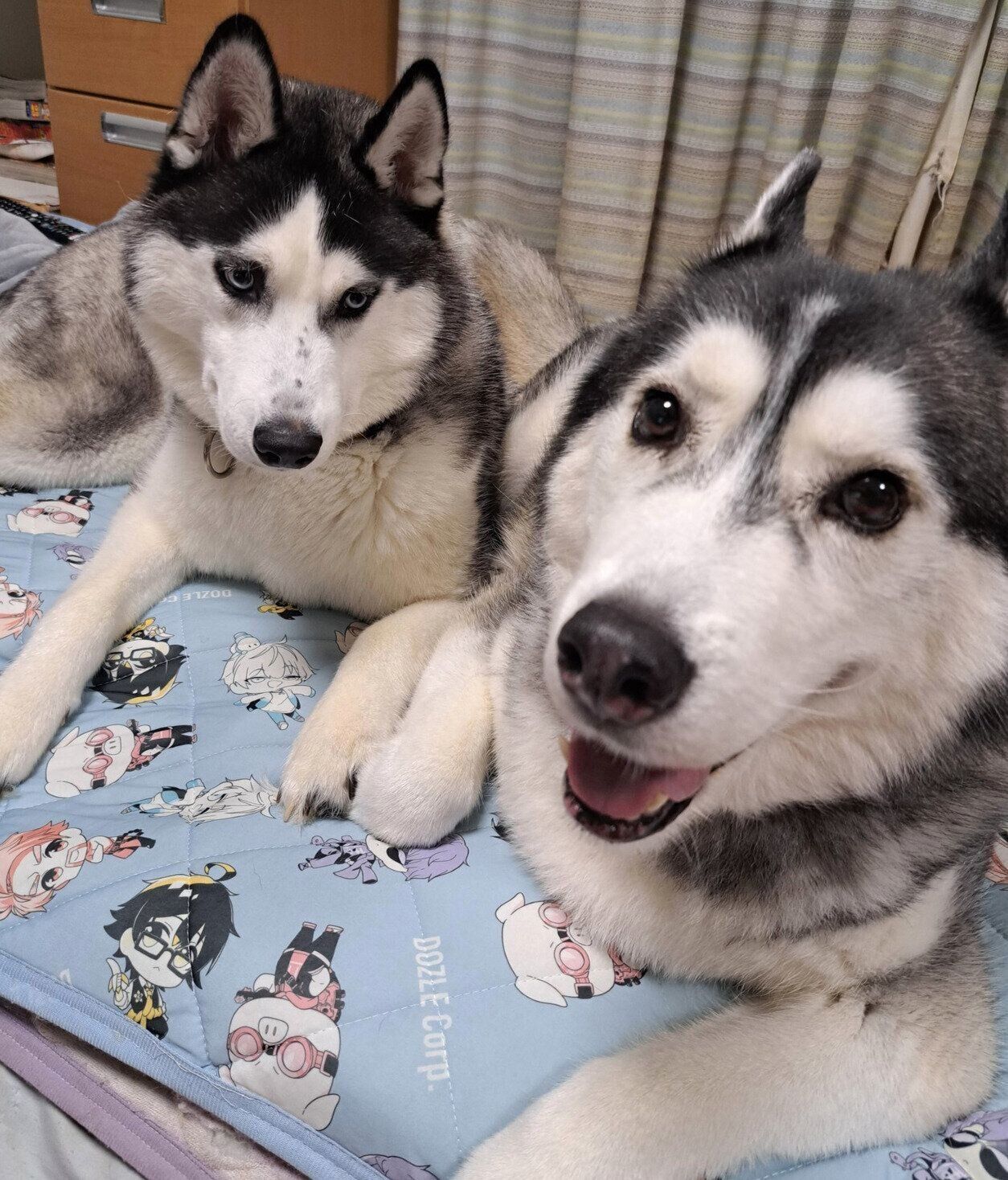 黒丸くんと、妹犬・墨流ちゃん
