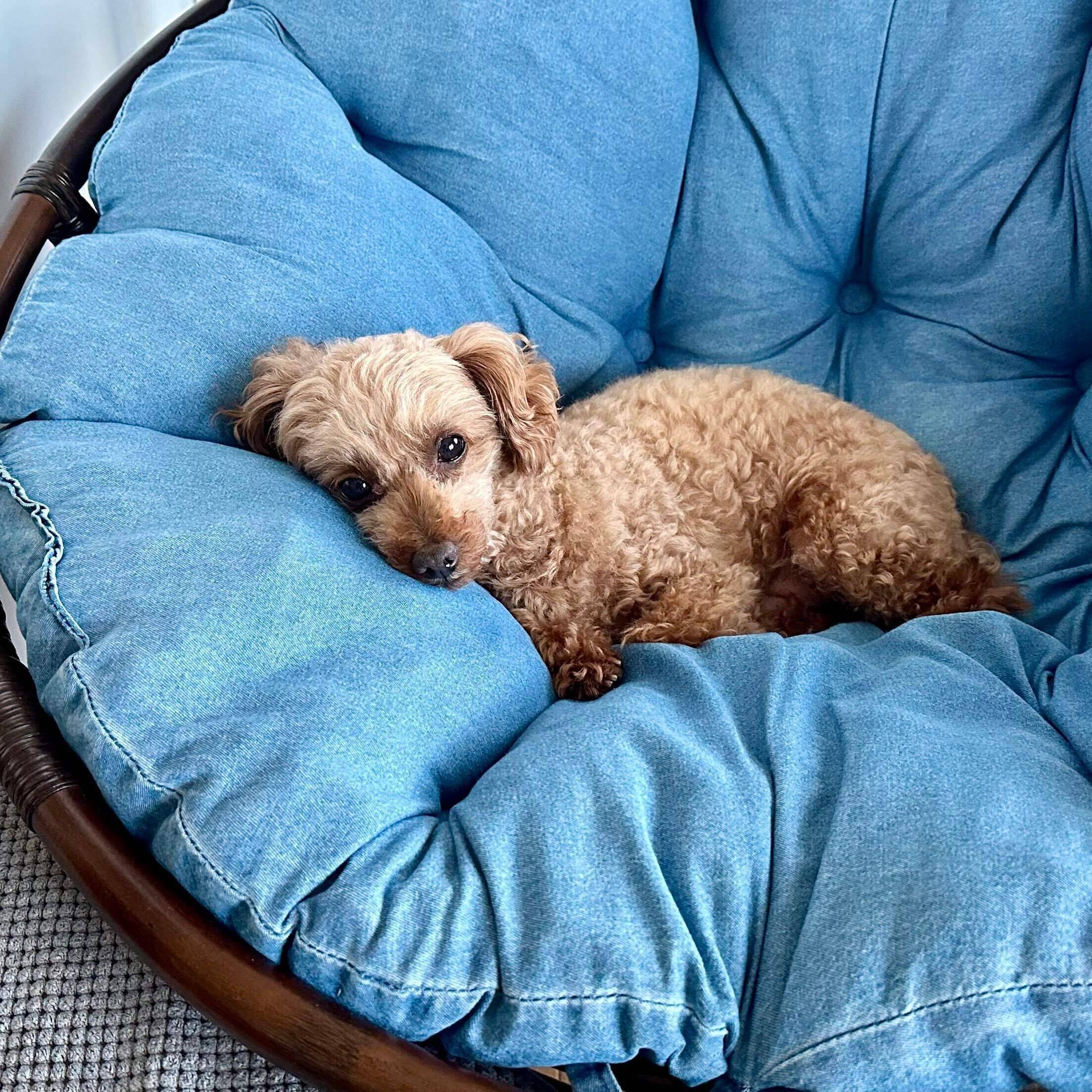 きゅるきゅるの表情がたまらなくかわいい1枚