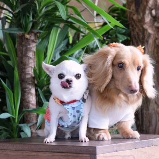 仲良く並ぶチワワとダックス