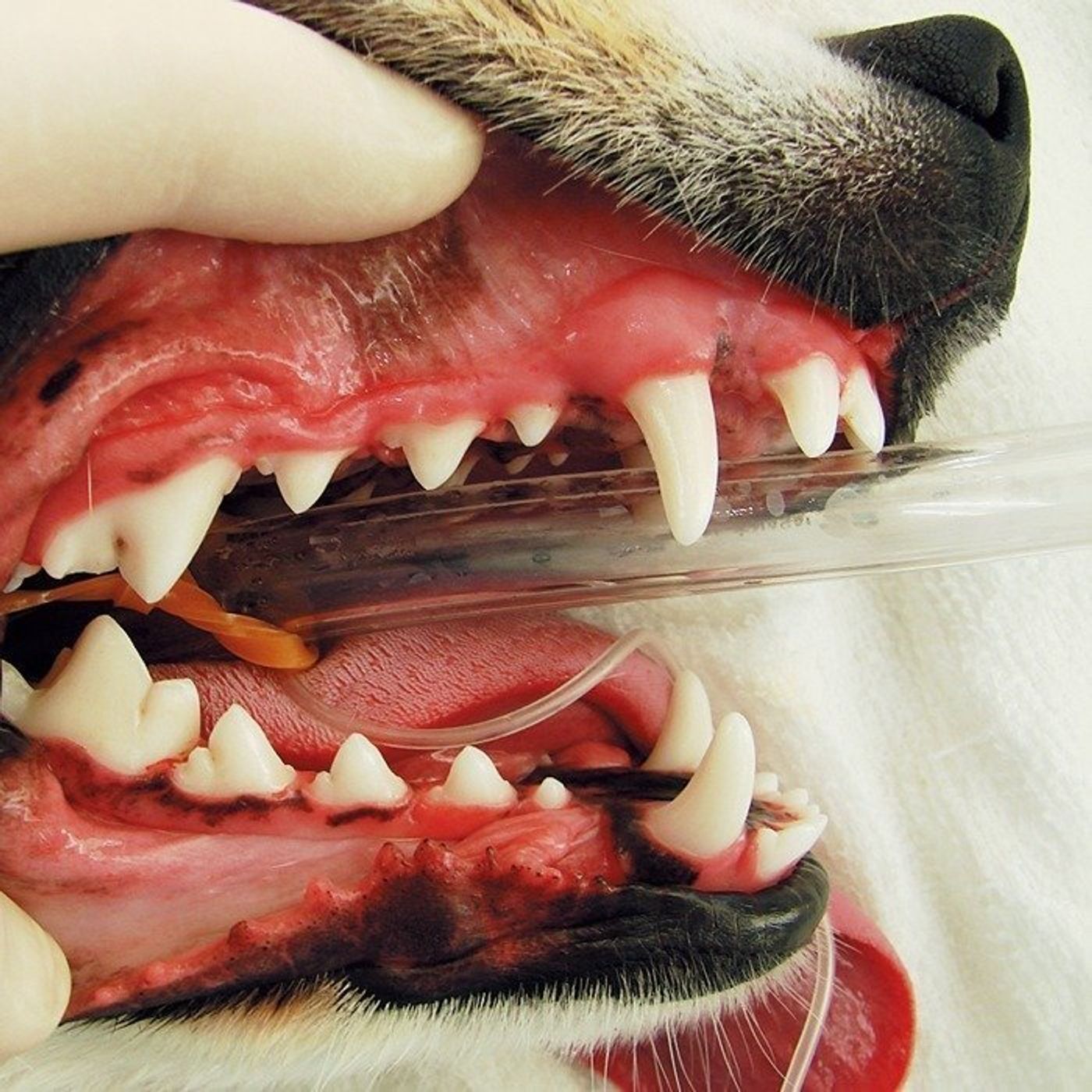 重症化すると骨が溶けることも 犬の歯周病が健康に及ぼす怖い影響とは いぬのきもちweb Magazine 重症化すると骨が溶けることも 犬の歯周病が健康に及ぼす怖い影響とは いぬのきもちweb Magazine