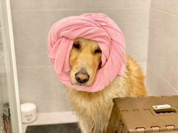 シャンプー後のドライヤー待ちのHanaちゃん