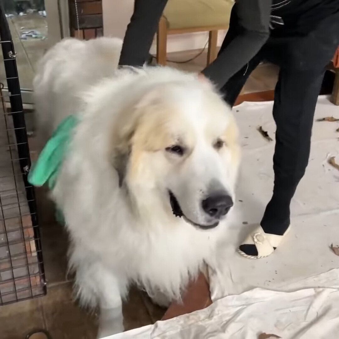 お母さんにふいてもらうアラン君