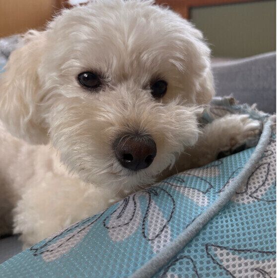 寝転がる小型Mix犬