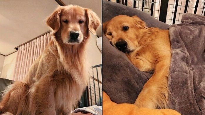 態度の違いがわかりやすいシャーロットちゃん