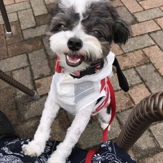 犬が自分の爪をガリガリ噛むのはなぜ？ 原因と対処法を獣医師に聞いた いぬのきもち