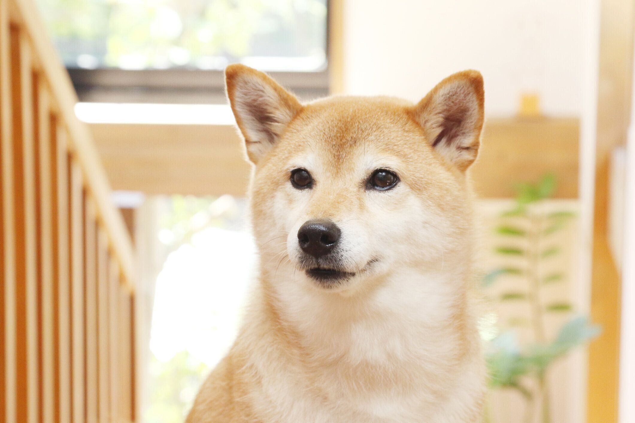 inu