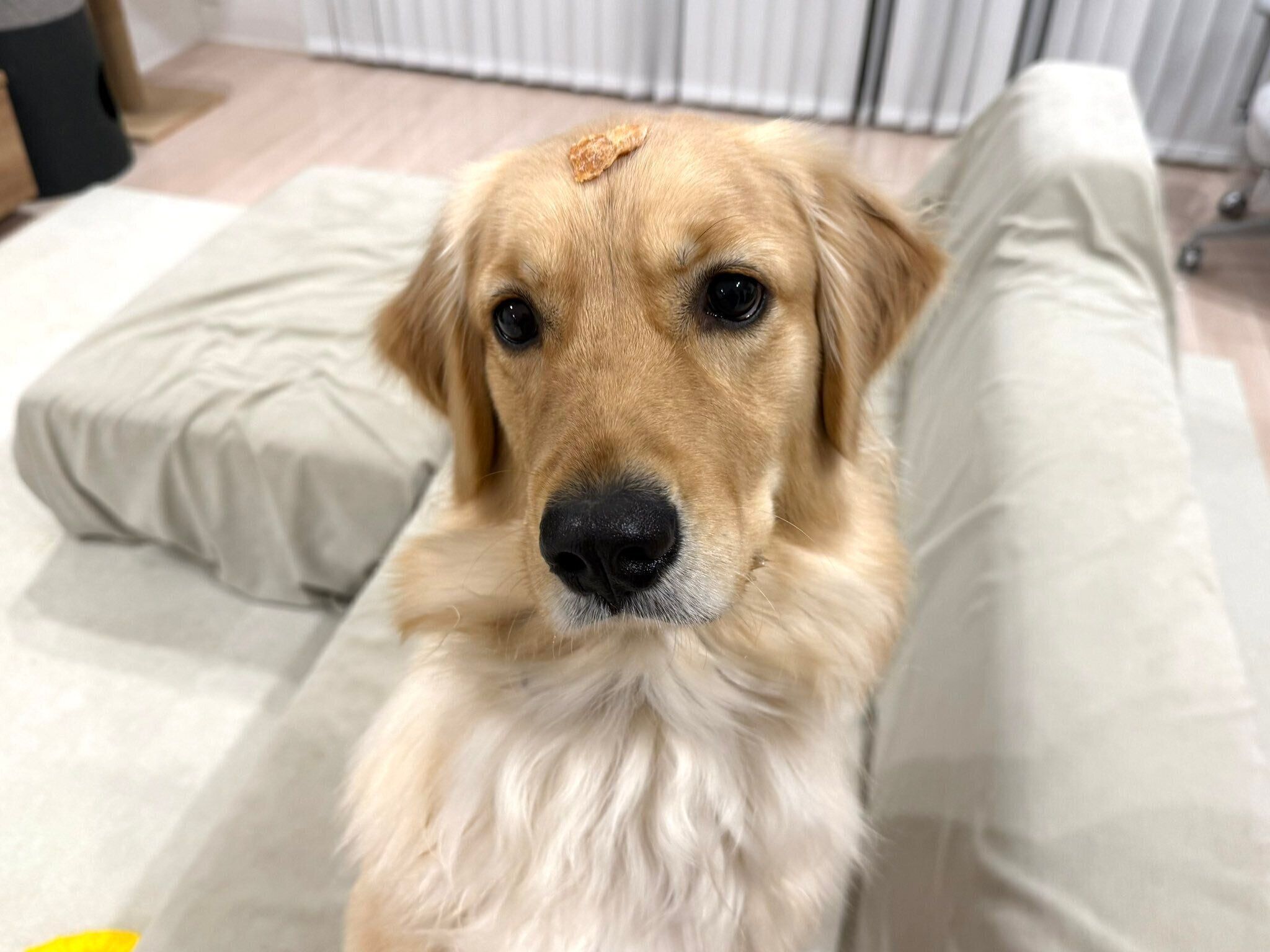 自家製のササミを頭にのせるゴールデン・レトリバー