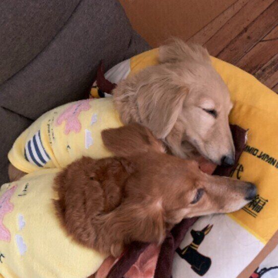 寄り添って眠る犬