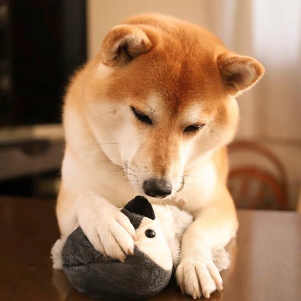 ぬいぐるみが好きな柴犬