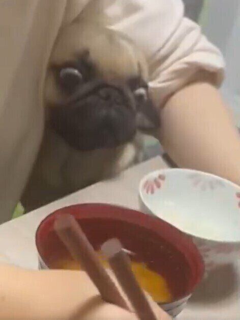 飼い主さんの晩ごはんを見つめるまんさくくん