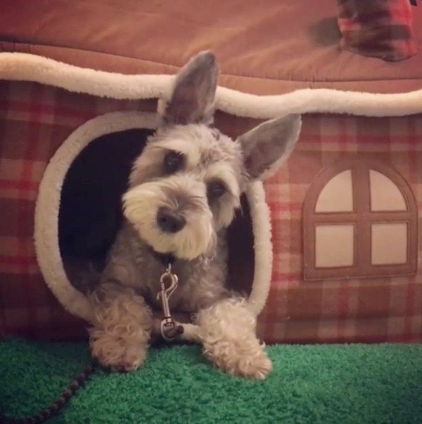 見つめるミニチュア・シュナウザー