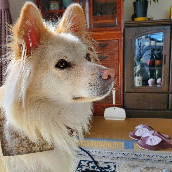 中型犬のルークちゃん