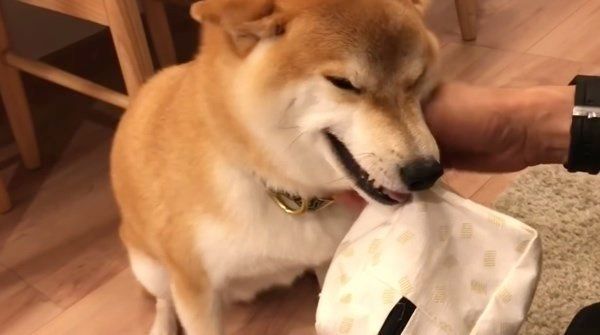 撫でてもらう柴犬