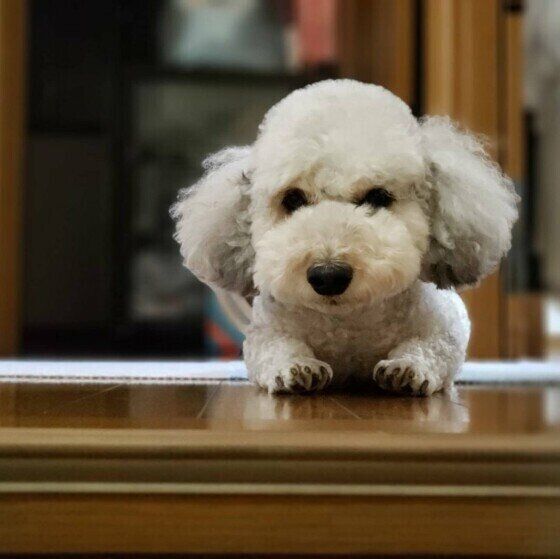 小型犬のはなちゃん