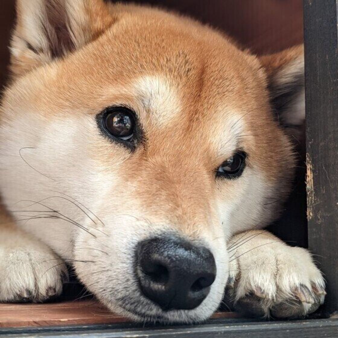 犬がため息をつく3つの理由 危険な呼吸との見分け方も解説 いぬのきもちweb Magazine 犬がため息をつく3つの理由 危険な呼吸との見分け方も解説 いぬのきもちweb Magazine