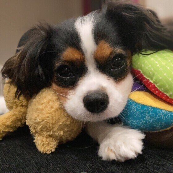 見つめるキャバリア・キング・チャールズ・スパニエル