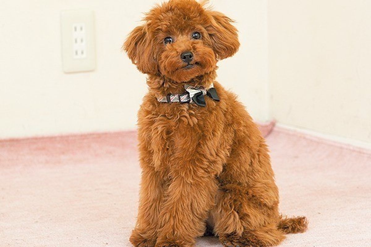 すいか メロン 梨 栗も 犬が食べてもokな果物8選 いぬのきもちweb Magazine すいか メロン 梨 栗も 犬が食べてもokな果物8選 いぬのきもちweb Magazine