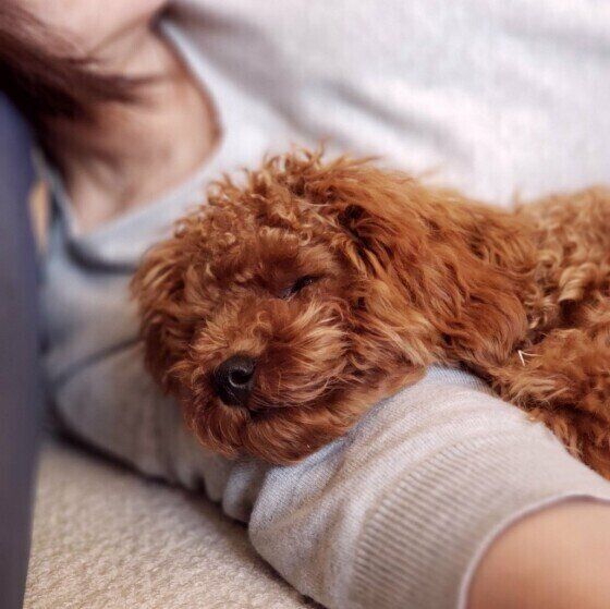 眠るトイ・プードル