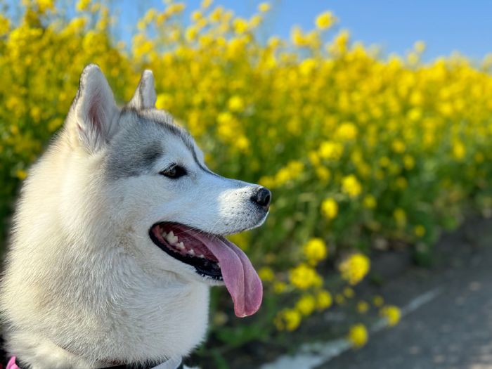笑顔が可愛いさくらちゃん