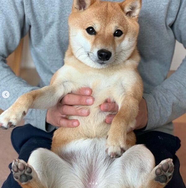 抱っこされるおまめちゃん