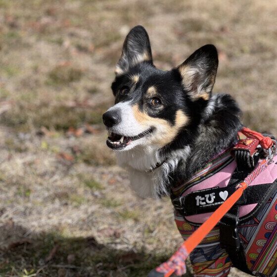 ウェルシュ・コーギー・ペンブロークのたびちゃん