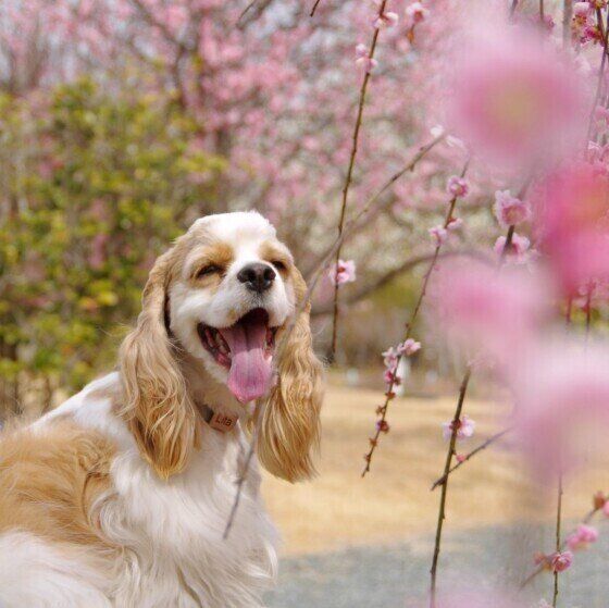 桜とアメリカン・コッカー・スパニエル