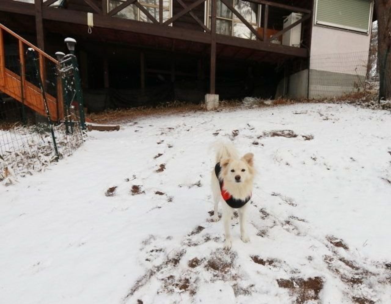 犬がさらに愛おしくなる本 穴澤賢の犬のはなし いぬのきもちweb Magazine 犬がさらに愛おしくなる本 穴澤賢の犬のはなし いぬのきもちweb Magazine