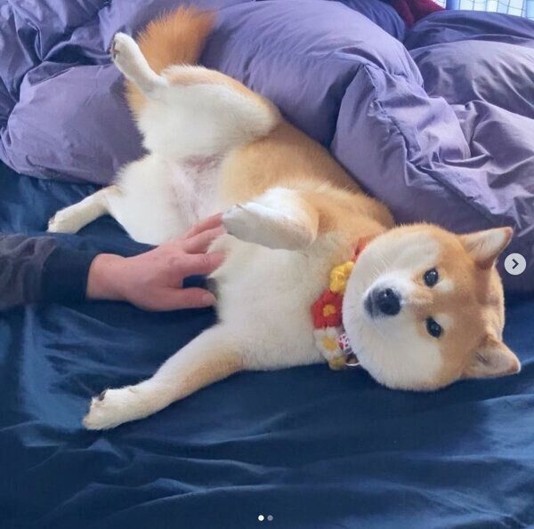 飼い主さんのお父さんに甘えるポポちゃん