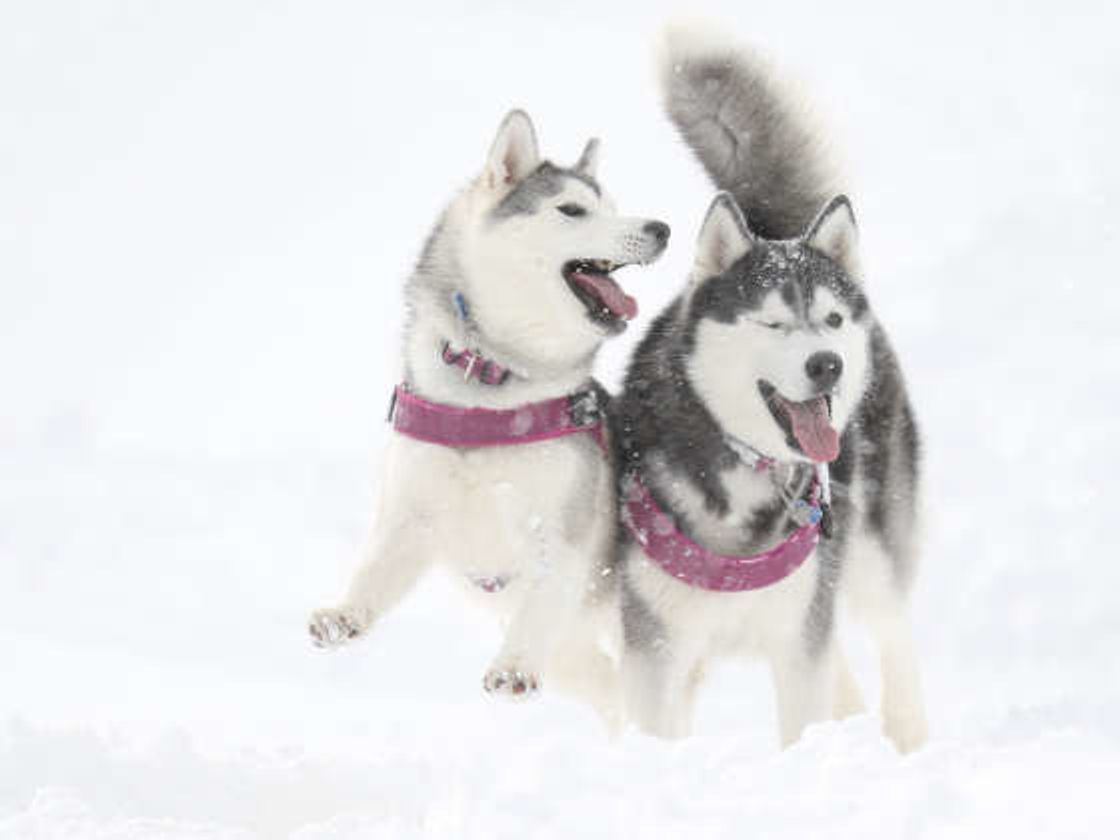 犬って実はこんなにスゴイ動物 犬の身体能力の 秘密 に迫る いぬのきもちweb Magazine 犬って実はこんなにスゴイ動物 犬の身体能力の 秘密 に迫る いぬのきもちweb Magazine