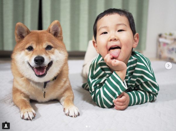 坊やの面倒を見る柴犬