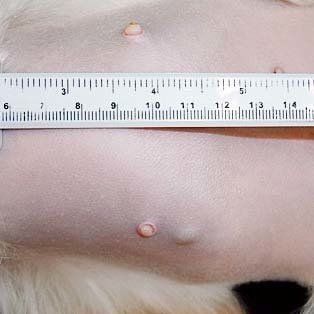 症例写真提供／池尻大橋ペットクリニック