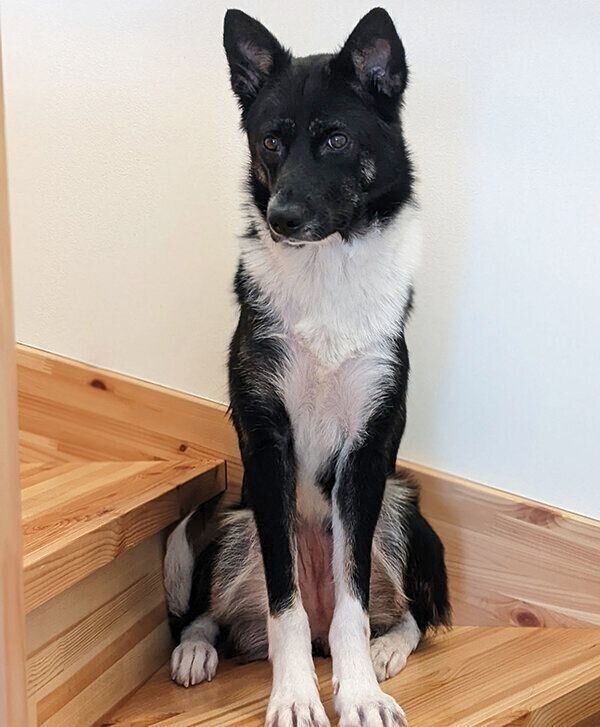 座り姿が美しいあんずちゃん