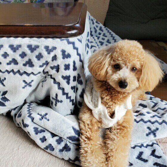 犬が冬に熱中症を起こす？2つの対策方法 いぬのきもち