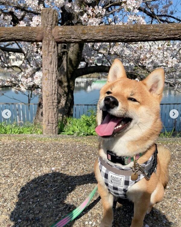 お散歩を楽しむまるくん