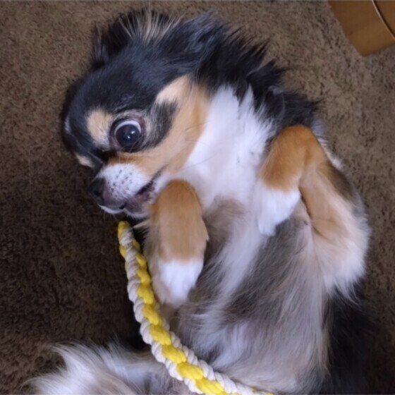 チワワのまるちゃん