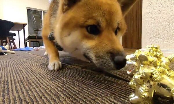 シーサーの置き物に興味を示すおにぎりくん