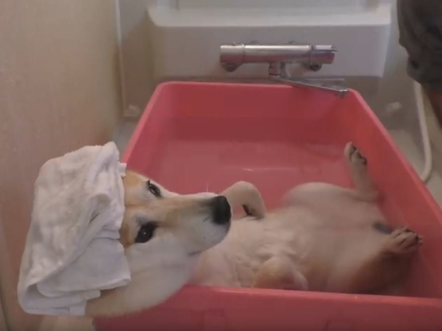 湯舟に浸かる柴犬