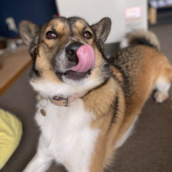 Mix（中型犬）のウニくん♪