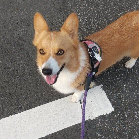 散歩をするさくらちゃん（ウェルシュ・コーギー・ペンブローク）