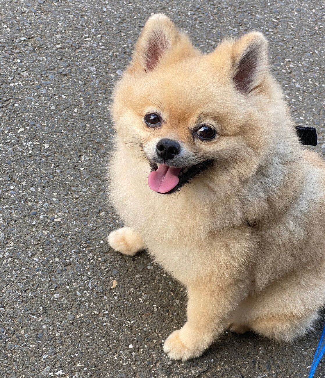 散歩中のちびちゃん